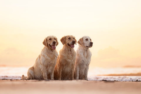 Golden Hour White Modern Wood Framed Art Print with Double Matting by Eeckloo, Valerie