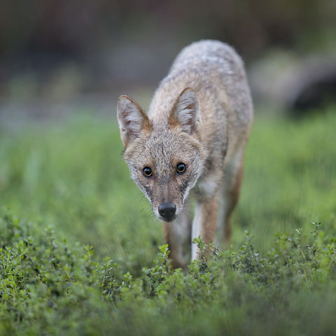 Untitled White Modern Wood Framed Art Print with Double Matting by Fruman, Yevgeny