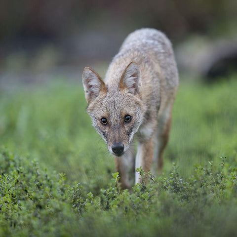 Untitled Black Modern Wood Framed Art Print by Fruman, Yevgeny