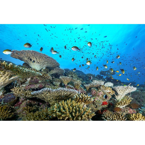 The Reef Black Modern Wood Framed Art Print with Double Matting by Melesan, Serge