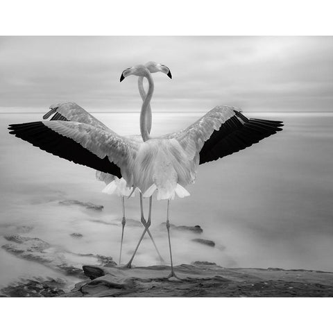 Flamingos Duet Black Modern Wood Framed Art Print with Double Matting by Wisniowska, Krystina