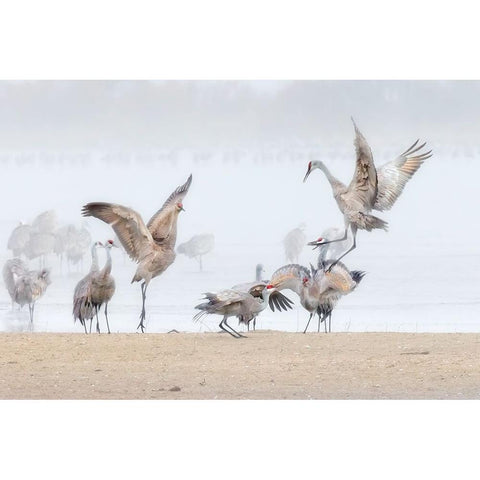 Dancing In The Foggy Morning Black Modern Wood Framed Art Print with Double Matting by Zuo, Jun