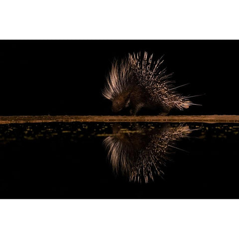 Crested Porcupine And ItS Reflection White Modern Wood Framed Art Print by Xu, Sheila