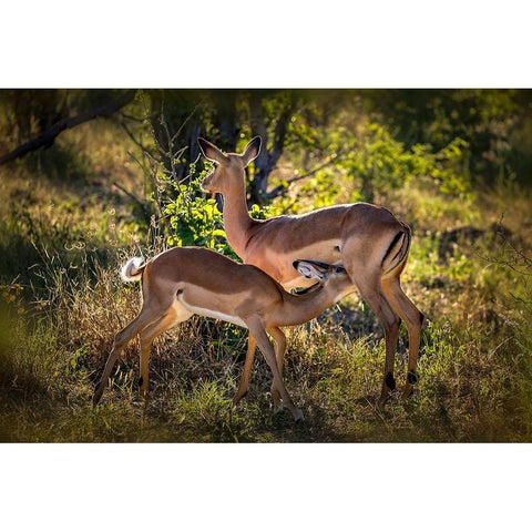 The Harmonious Scene Gold Ornate Wood Framed Art Print with Double Matting by Ren Rong, Raymond