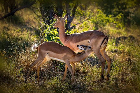The Harmonious Scene Black Ornate Wood Framed Art Print with Double Matting by Ren Rong, Raymond