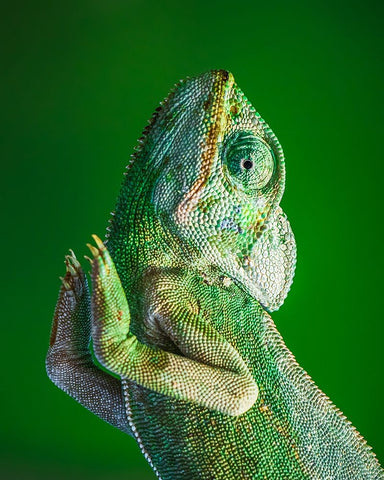 Praying! White Modern Wood Framed Art Print with Double Matting by Elkahlawi, Ahmed