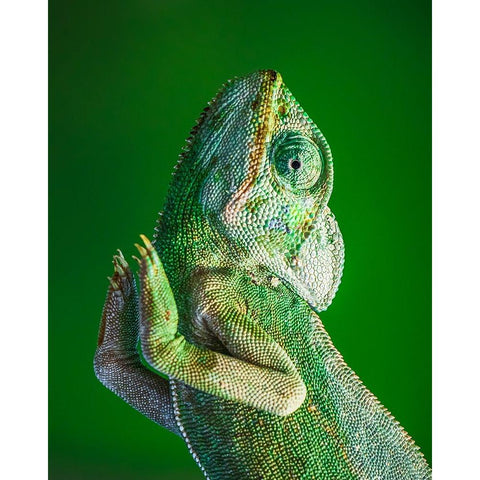 Praying! Gold Ornate Wood Framed Art Print with Double Matting by Elkahlawi, Ahmed