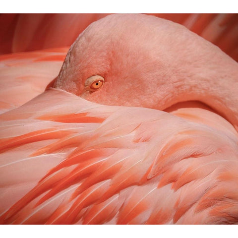 Portrait of a Pink Flamingo Gold Ornate Wood Framed Art Print with Double Matting by Wechsler, Robin