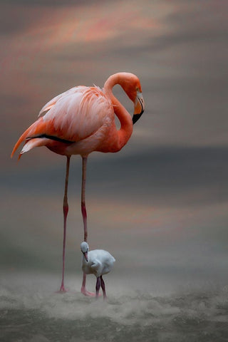 Tender Moments White Modern Wood Framed Art Print with Double Matting by Wisniowska, Krystina