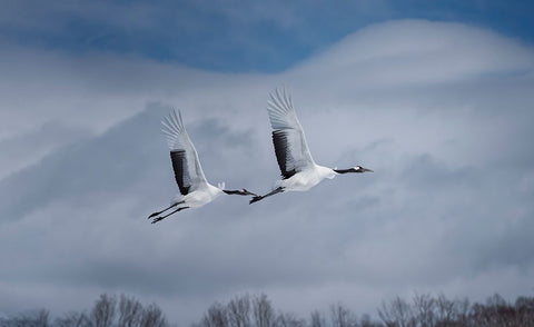 Sandhill in action White Modern Wood Framed Art Print with Double Matting by Deng, Larry