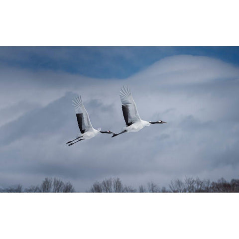 Sandhill in action Black Modern Wood Framed Art Print by Deng, Larry