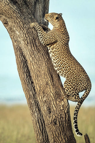 Leopard In Africa Black Ornate Wood Framed Art Print with Double Matting by Roshkumar