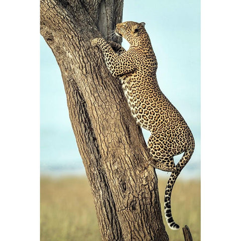 Leopard In Africa Black Modern Wood Framed Art Print with Double Matting by Roshkumar