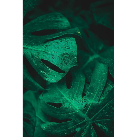 Green like life Black Modern Wood Framed Art Print with Double Matting by Hamedani, Ardalan