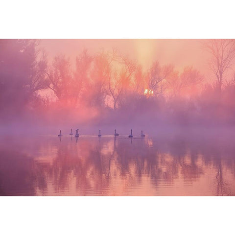 Swan Lake Sunrise Black Modern Wood Framed Art Print with Double Matting by Liu, Wei