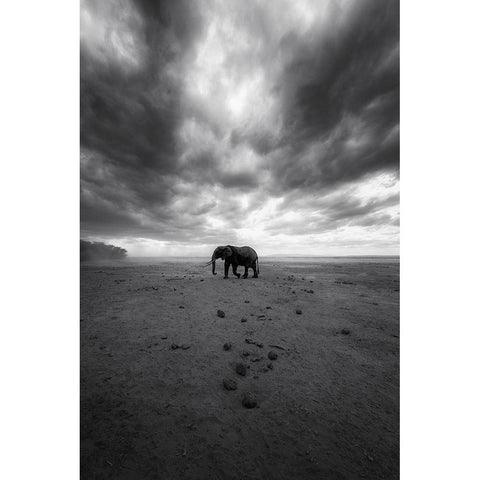 Amboseli Black Modern Wood Framed Art Print with Double Matting by Swapnil