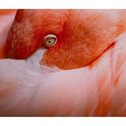 The language of eyes Gold Ornate Wood Framed Art Print with Double Matting by Wechsler, Robin