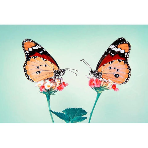 Love Black Modern Wood Framed Art Print with Double Matting by Ozturk, Mustafa