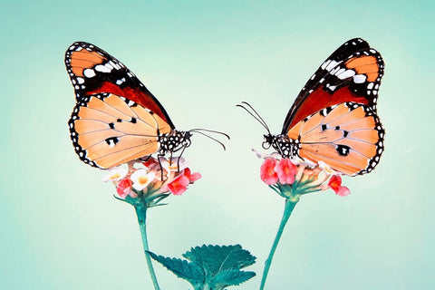 Love Black Ornate Wood Framed Art Print with Double Matting by Ozturk, Mustafa