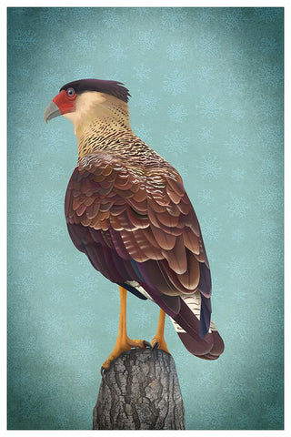 Carancho Black Modern Wood Framed Art Print by Caballero, Franco