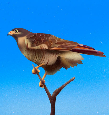 Hawk Black Modern Wood Framed Art Print by Caballero, Franco