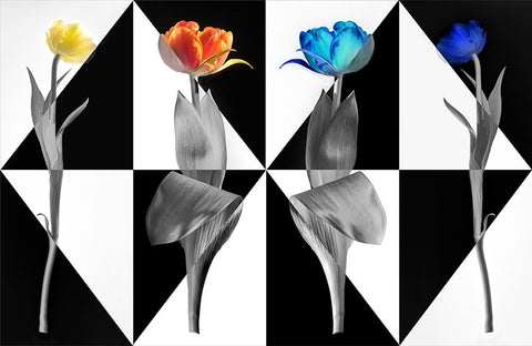 PopArt Tulips Black Modern Wood Framed Art Print by Ruckert, Stephan