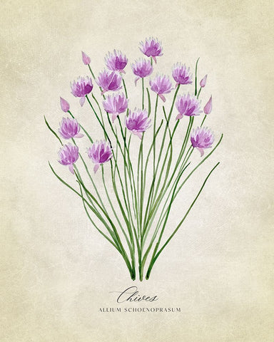 Chives vintage White Modern Wood Framed Art Print with Double Matting by Laiz Blursbyai, Rosana