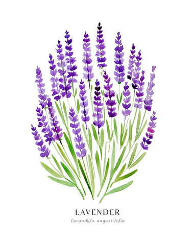 Lavender I White Modern Wood Framed Art Print with Double Matting by Laiz Blursbyai, Rosana