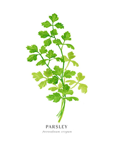 Parsley I White Modern Wood Framed Art Print with Double Matting by Laiz Blursbyai, Rosana