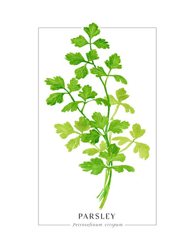 Parsley II White Modern Wood Framed Art Print with Double Matting by Laiz Blursbyai, Rosana