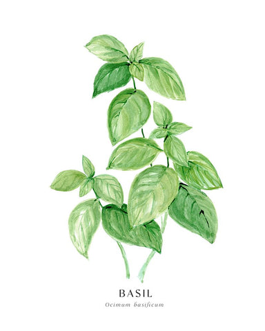 Basil I White Modern Wood Framed Art Print with Double Matting by Laiz Blursbyai, Rosana