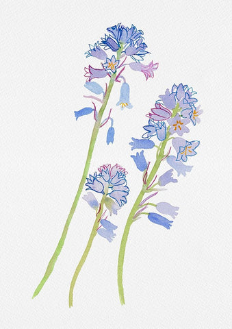 Spanish bluebell or Hyacinthoides hispanica botanical painting White Modern Wood Framed Art Print with Double Matting by Kata Botanical