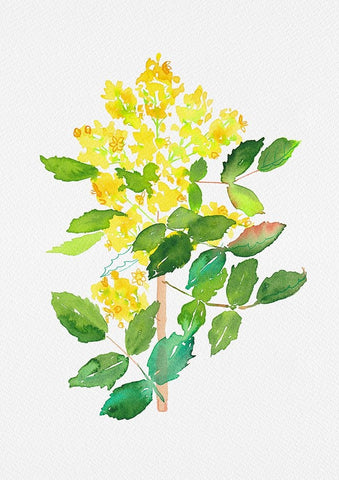 Oregon grape or Mahonia aquifolium botanical painting Black Modern Wood Framed Art Print by Kata Botanical