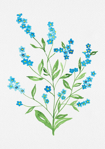 Wood forget-me-not or Myosotis sylvatica botanical painting Black Modern Wood Framed Art Print by Kata Botanical