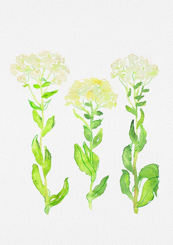 Hoary cress or Lepidium draba botanical painting White Modern Wood Framed Art Print with Double Matting by Kata Botanical