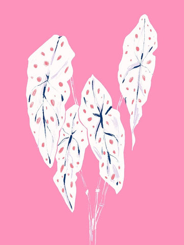 Begonia Maculata Pink White Modern Wood Framed Art Print with Double Matting by Gulina, Francesco
