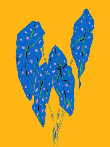 Begonia Maculata Blue and Yellow White Modern Wood Framed Art Print with Double Matting by Gulina, Francesco