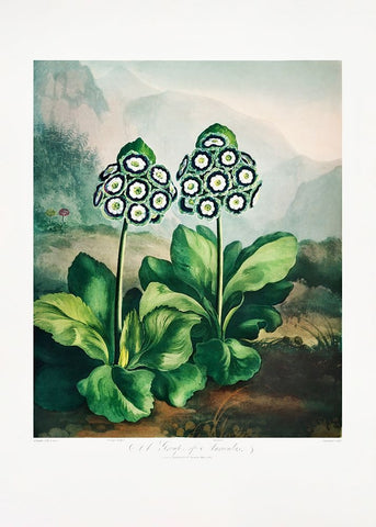 A Group of Auriculas from The Temple of Flora 2 (1807) White Modern Wood Framed Art Print with Double Matting by Pictufy