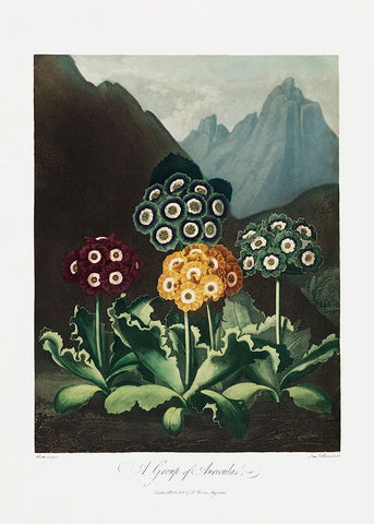 A Group of Auriculas from The Temple of Flora (1807) Black Modern Wood Framed Art Print by Pictufy