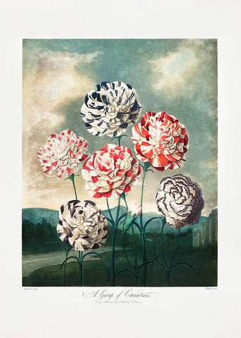 A Group of Carnations from The Temple of Flora (1807) Black Modern Wood Framed Art Print by Pictufy