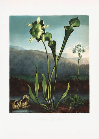 American Bog Plants from The Temple of Flora (1807) White Modern Wood Framed Art Print with Double Matting by Pictufy