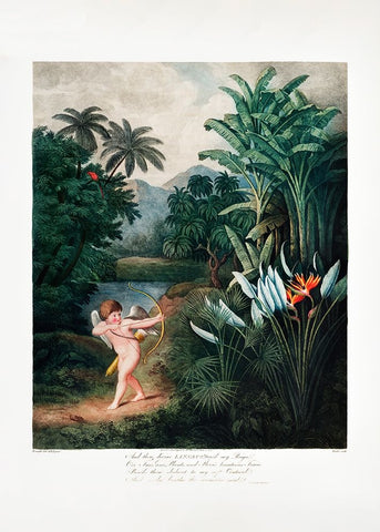 Cupid Inspiring Plants with Love from The Temple of Flora (1807) Black Modern Wood Framed Art Print by Pictufy