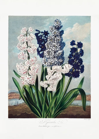 Hyacinths from The Temple of Flora (1807) Black Modern Wood Framed Art Print by Pictufy