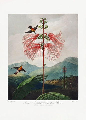 LargeaÂ€Â“Flowering Sensitive Plant from The Temple of Flora (1807) Black Modern Wood Framed Art Print by Pictufy