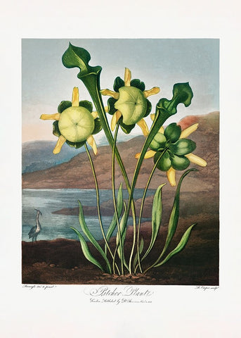 Pitcher Plant from The Temple of Flora (1807) Black Modern Wood Framed Art Print by Pictufy