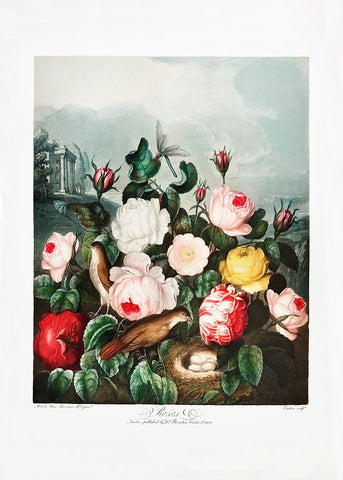 Roses from The Temple of Flora (1807) White Modern Wood Framed Art Print with Double Matting by Pictufy