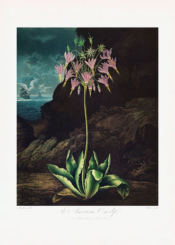 The American Cowslip from The Temple of Flora (1807) Black Modern Wood Framed Art Print by Pictufy