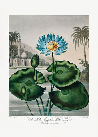 The Blue Egyptian Water-Lily from The Temple of Flora (1807) White Modern Wood Framed Art Print with Double Matting by Pictufy