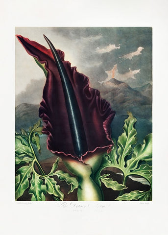 The Dragon Arum from The Temple of Flora (1807) White Modern Wood Framed Art Print with Double Matting by Pictufy