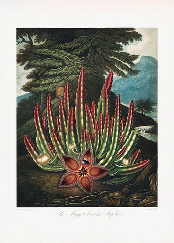 The MaggotaÂ€Â“Bearing Stapelia from The Temple of Flora (1807) Black Modern Wood Framed Art Print by Pictufy